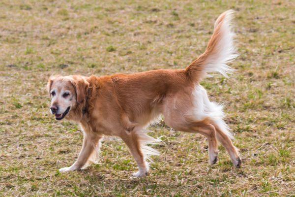 George is so happy - nice clean yard! thanks Doggie Doo Not!