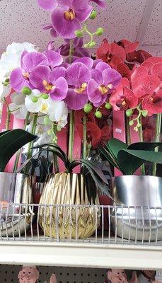 We have a beautiful variety of orchids to decorate your home!