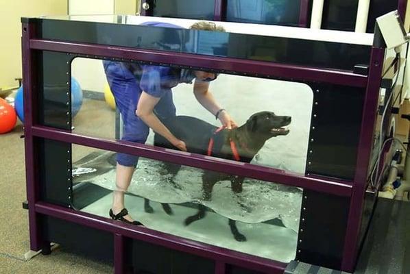 Hydrotherapy is just one of the many services offered at Scout's House.