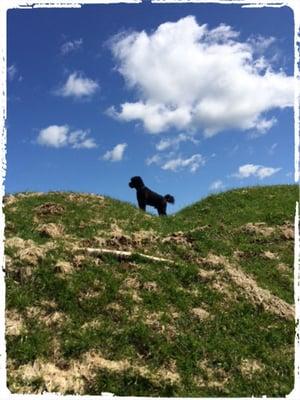 Another photo from Muddy's first day on the trail.