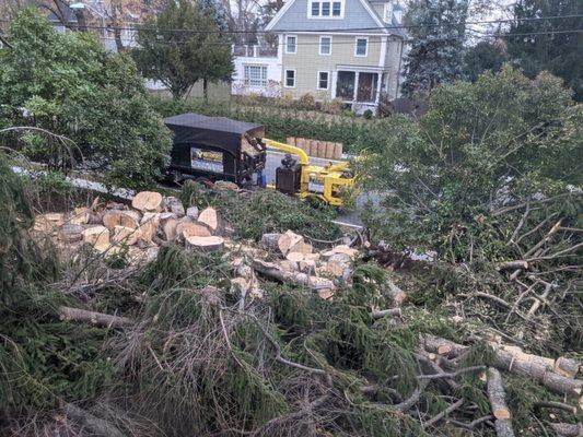 Fallen tree chopped into pieces