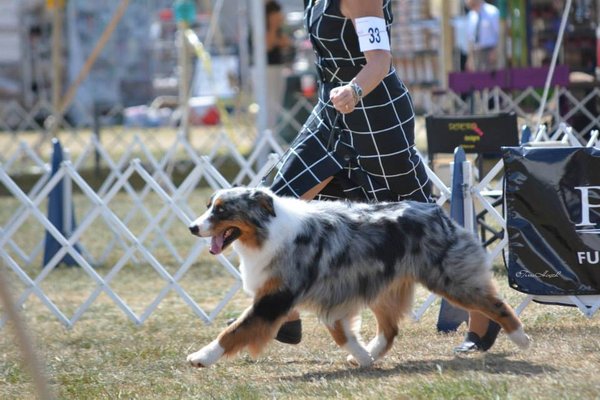 Best In Show Pet Grooming