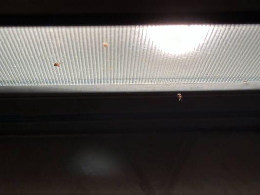 Garren's "professionally cleaned and thoroughly inspected" dead bugs on exhaust hood.