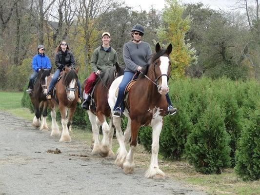 Clydesdale Horse back riding