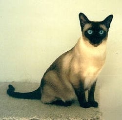 Siamese Cat Rescue Center