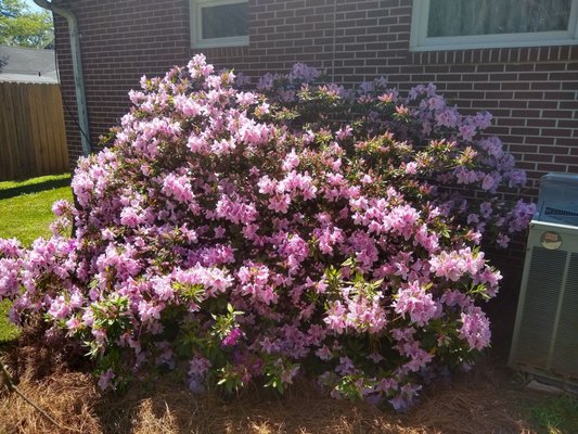 Azalea in full bloom.