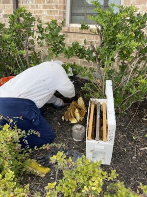 Worked hard to remove a huge bee hive from out property.