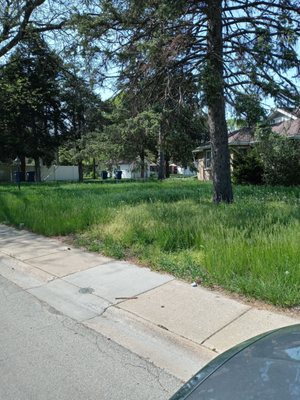 Tall grass before cut