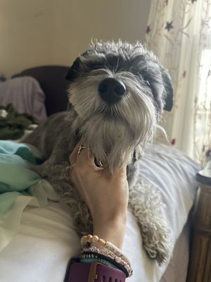 His beard is not even close to even. The top of his head the only thing they did was trim his eyebrows. He is a mini schnauzer ‍