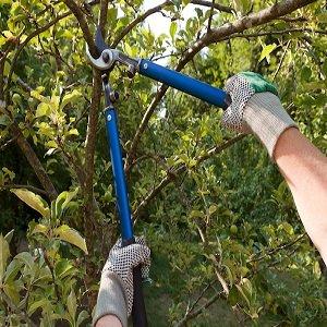 Dinah Tree Service Boulder