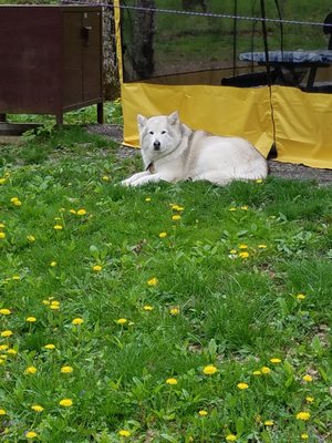 Nishka enjoying camping & meeting people