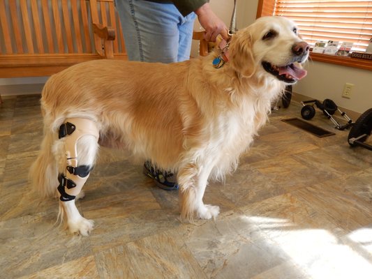 Dog knee brace for ACL/CCL injury