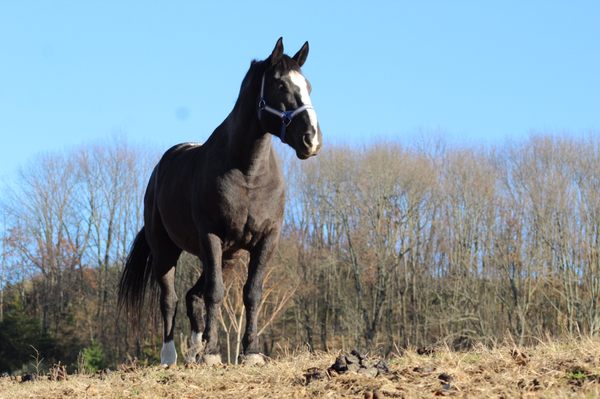 Morning Star Farm Riding Academy & Therapeutic Riding Center