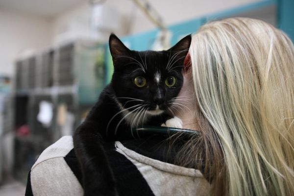 Kitty snuggles before an annual wellness visit.