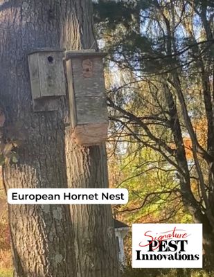 Large European hornet nest.