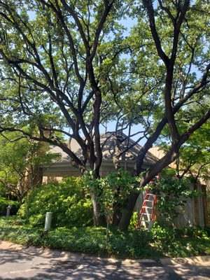 Pruning of a live oak