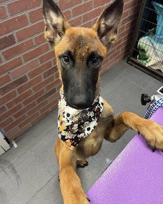 Cain my 5 month old Belgian Malinios was very happy with his first grooming session by Stefanie