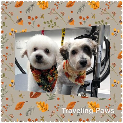 Traveling Paws Mobile Grooming