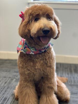 Hollie after her first grooming!