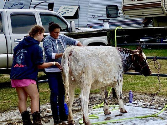 Workin' at the cow wash... Workin' at the cow wash, yeah...