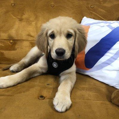 Office pup a.k.a. door greeter