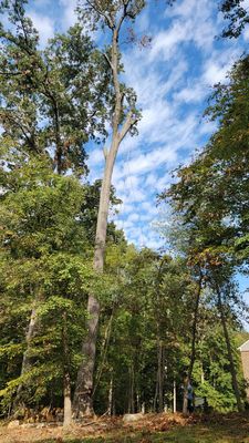 Tree removal at Great Falls Va