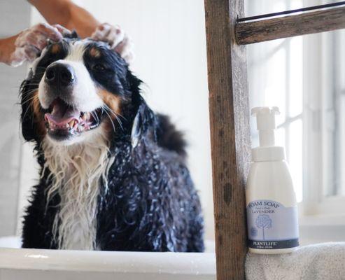 Dog, foam soap