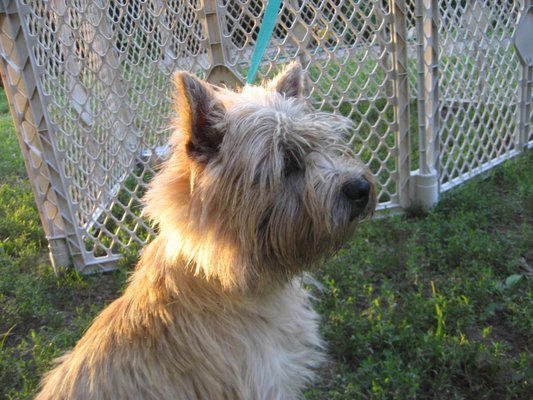 Time for a trim....Cairns don't shed much, so grooming is a must. No poodle cut for me though!