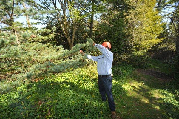 Wonderland Tree Care