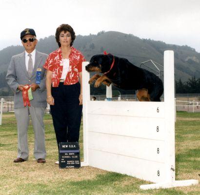 AKC Open Obedience