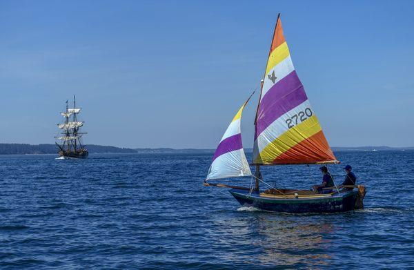 A Pelican chasing down the Lady Washington