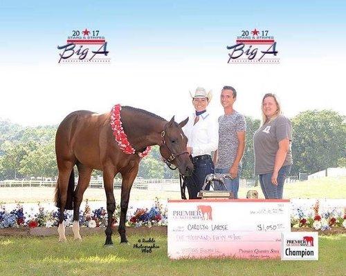 Blazing ThruTheMoney premier sires champion