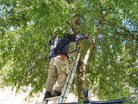 Tree care service at it's best!