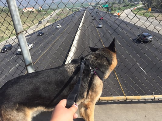 Watching the cars go by on our walk!