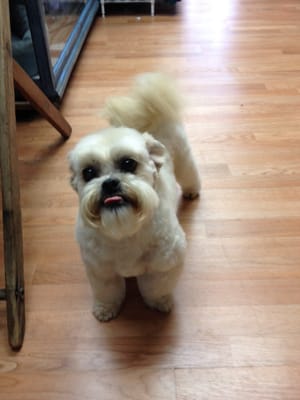 Elvis, Lhasa apso mix