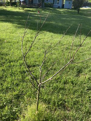 Peach tree from Meadows Farms :(