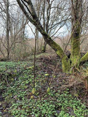 Mossy trees.  We joked that the little trees in the front had lime green leg warmers on for winter