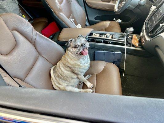 © 2021 Erik D. Phillips Minnie Cakes waits patiently while I pump gas at the Exxon.