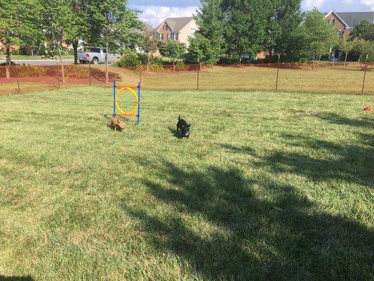 Loudon Valley Dog Park