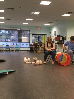 Small dog playgroup