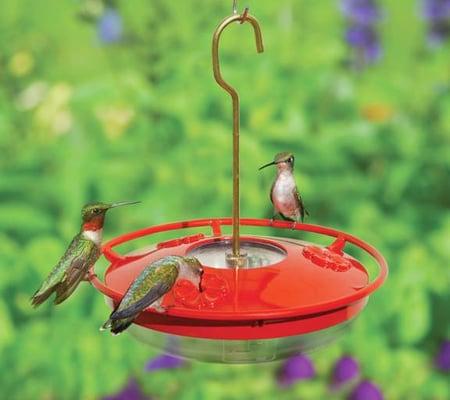 Hummingbirds on High Perch Feeder