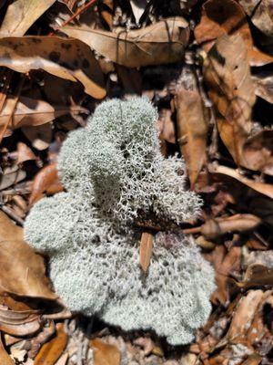 Apalachicola National Forest