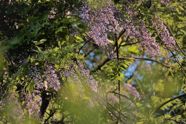 summer wisteria