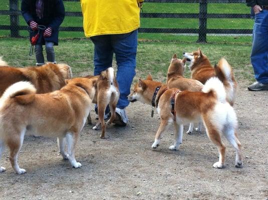 Shiba inu meetup Mar 2013