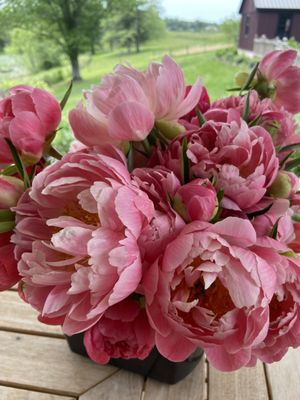 Farm Grown Peonies