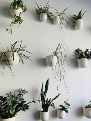 Wall of plants