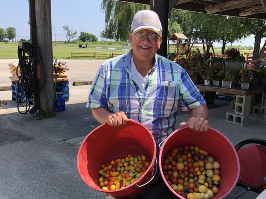 Farmer Wayne picking home grown tomatoes