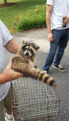 Raccoon Removal