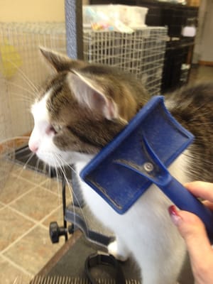 Whispurr, resident cat who loves his daily brushing!!