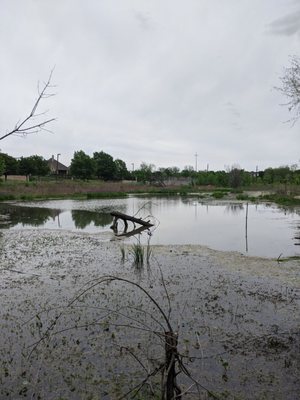 Flood zones allowed to return to natural state